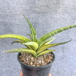 Сансевиерия PHENOMENAL YELLOW VAR