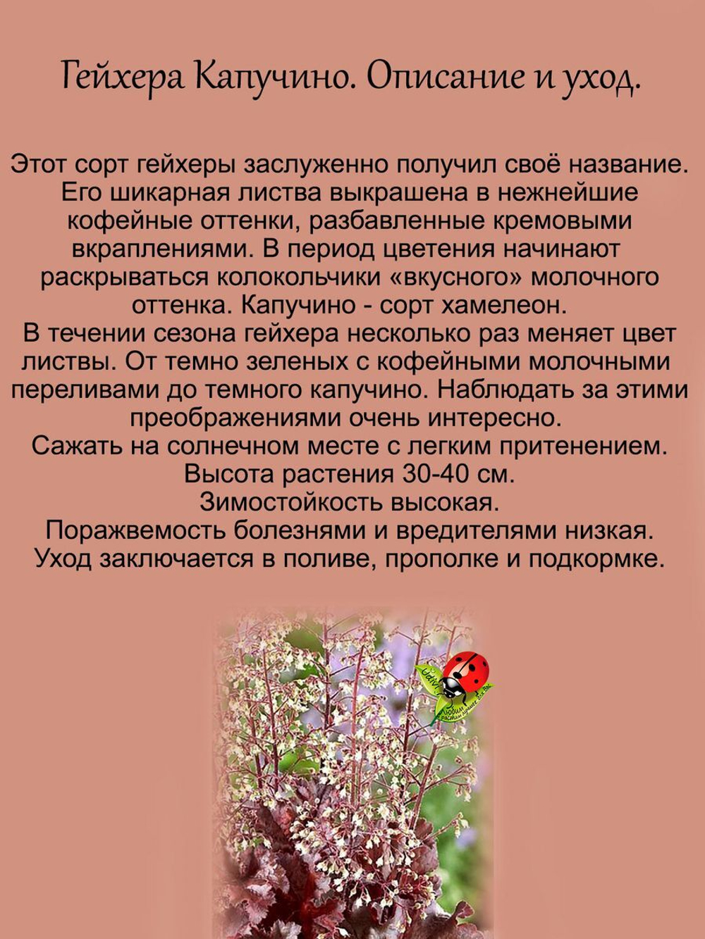 Гейхера Капучино многолетняя