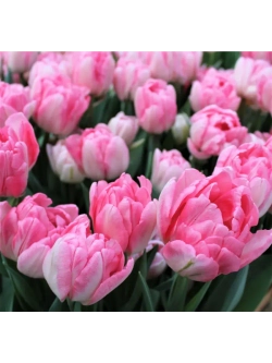 Тюльпаны пионовид ,луковицы сорт FOXTROT бело-розовые (4шт)