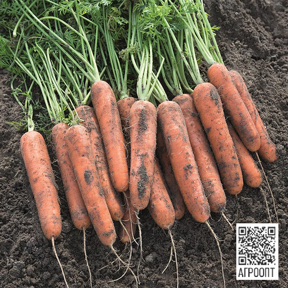 Натуна F1 семена моркови нантской (Bejo / Бейо) – фото 2