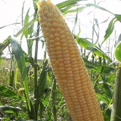 Мегатон F1 семена кукурузы (Clause / Клос)