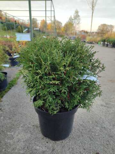 Туя западная Литл Джем 'Little Gem'