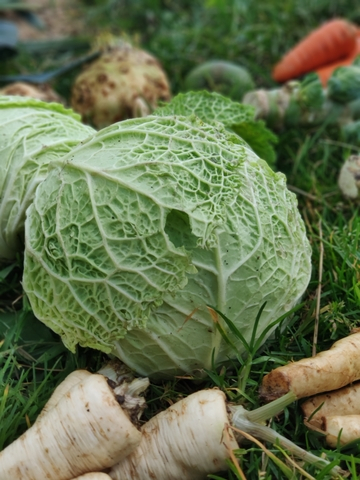 Капуста савойская