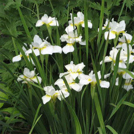 Ирис сибирский Сноу Квин С2