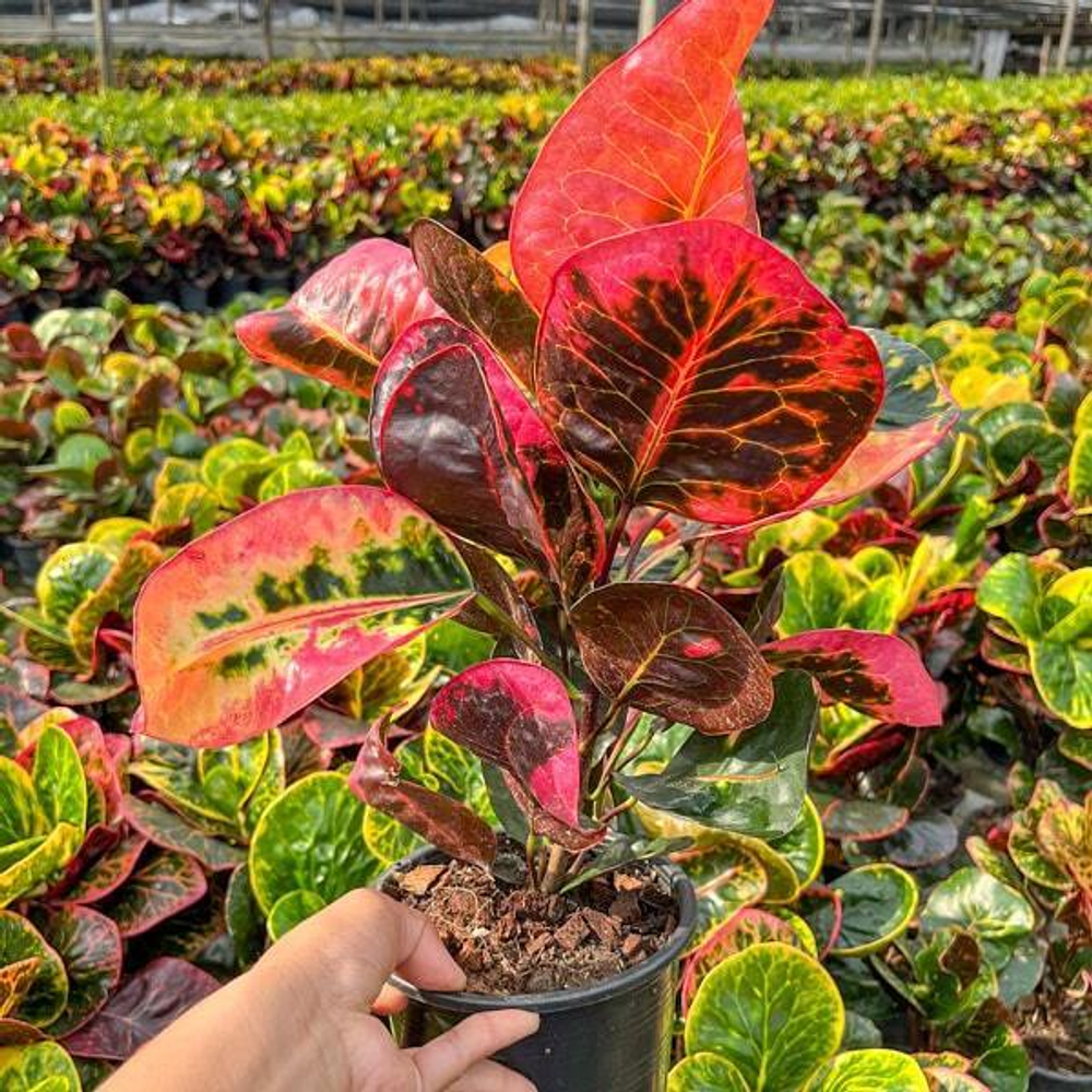 Кротон CHOK UDOMSAP