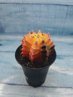 Gymnocalycium Variegata (Гимнокалициум Вариегатный)