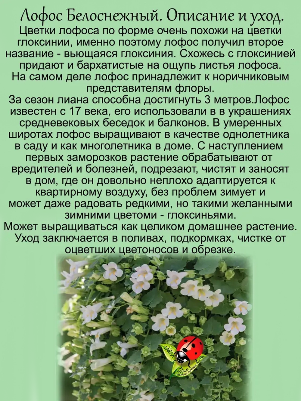 Лофос Белоснежный ампельная глоксиния
