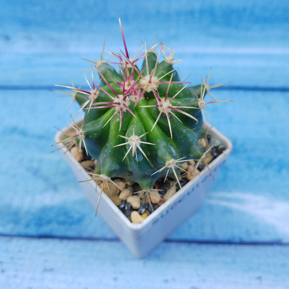 Ferocactus stainesii (Ферокактус)