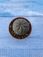 Euphorbia Obesa (Эуфорбия)