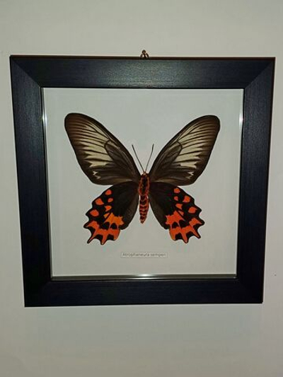 Бабочка Atrophaneura semperi самка в рамке