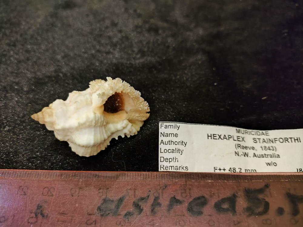 Гексаплекс Стейнфорда