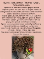 Щавель Твист Купер извилистый лимонный
