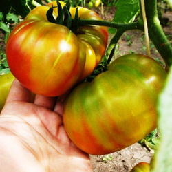 Помидоры Ananas Noire, Чёрный Ананас