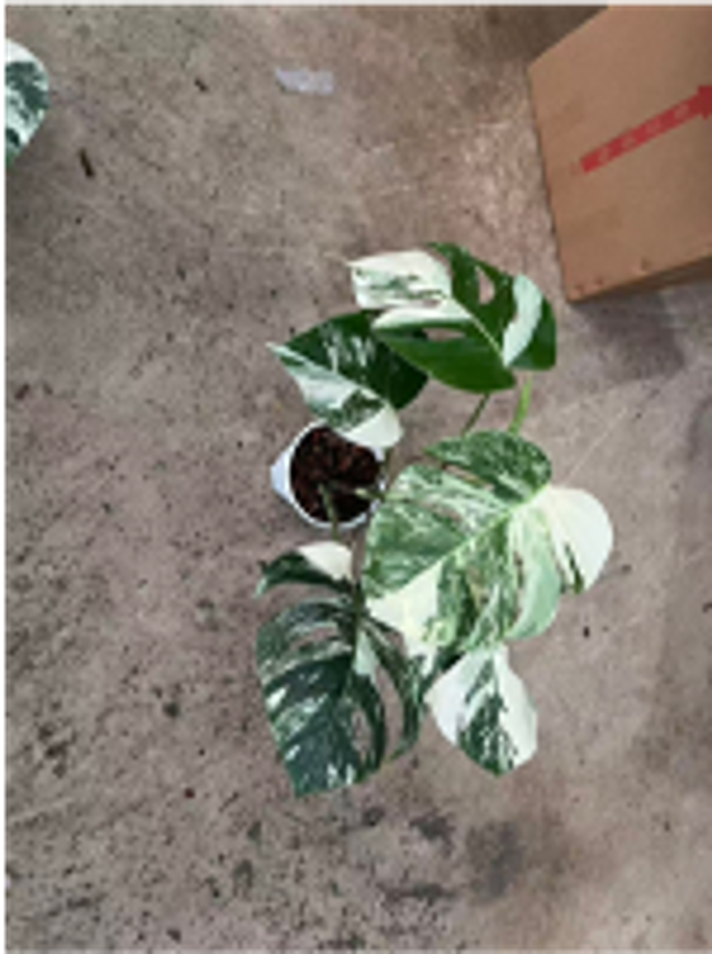 Монстера восхитительная White bac