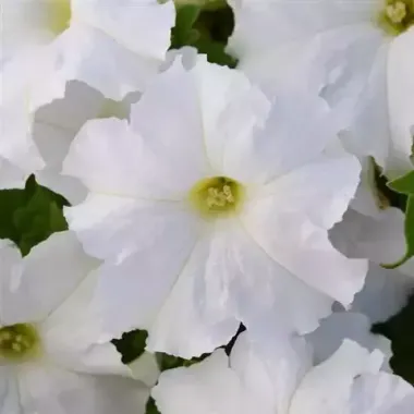 S60205 Петуния кустовая Multiflora LO RIDER® WHITE 1000 шт.