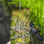 Орхидея CHILOSCHISTA LUNIFERA