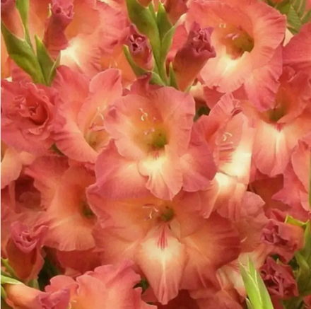 Гладиолус крупноцветковый Индиан Саммер луковица март 2026