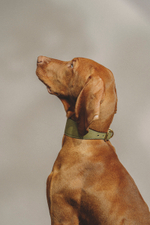 Ошейник "Пони-Селедка" Зеленый