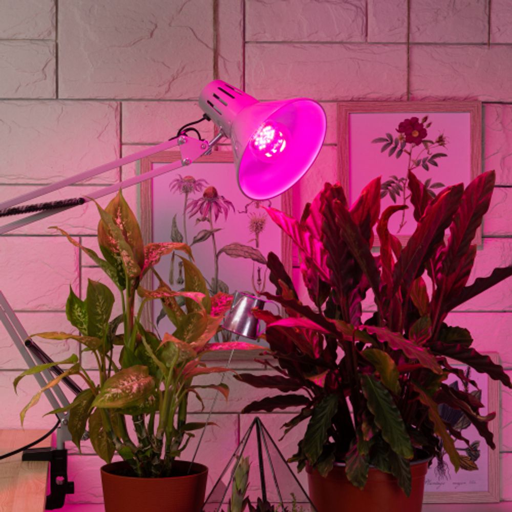 Фитолампа для растений светодиодная ЭРА FITO-12W-RB-E27-K красно-синего спектра 12 Вт Е27 | Фитолампы Е27