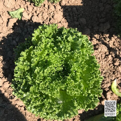 Лалик семена салата айсберг (Rijk Zwaan / Райк Цваан)