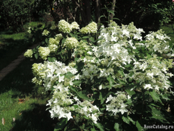 Гортензия метельчатая Мэджикал Старлайт (2/3 ветки) Закупка М59 апрель 2026