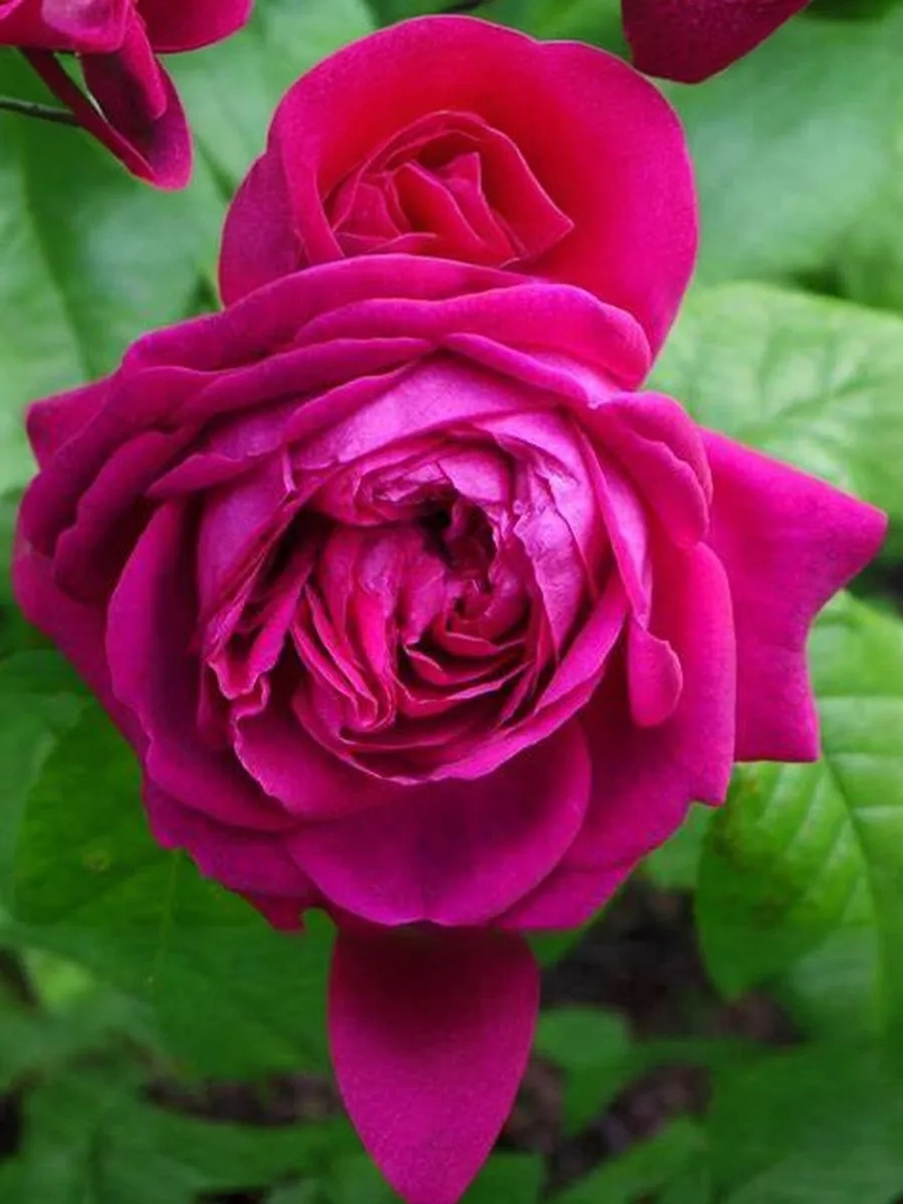 Роза английская Янг Люсидас