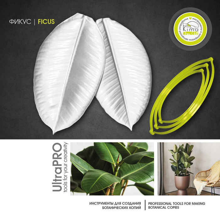 Фикус «Эластика»