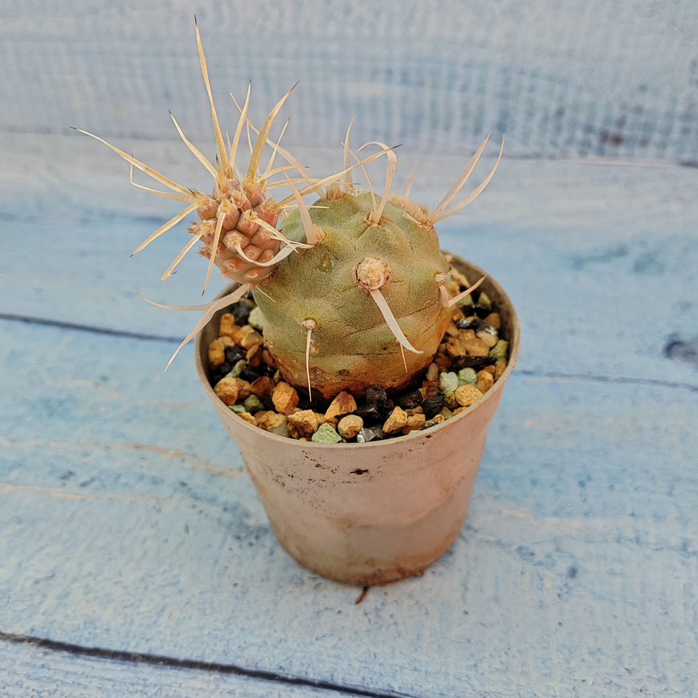 Tephrocactus Articulatus Papyracanthus (Тефрокактус)