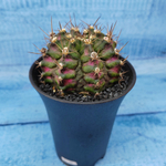 Gymnocalycium T-Rex Pink hybride (Гимнокалициум T-rex)