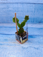 Schlumbergera cv. Thor Vita (Шлюмбергера)