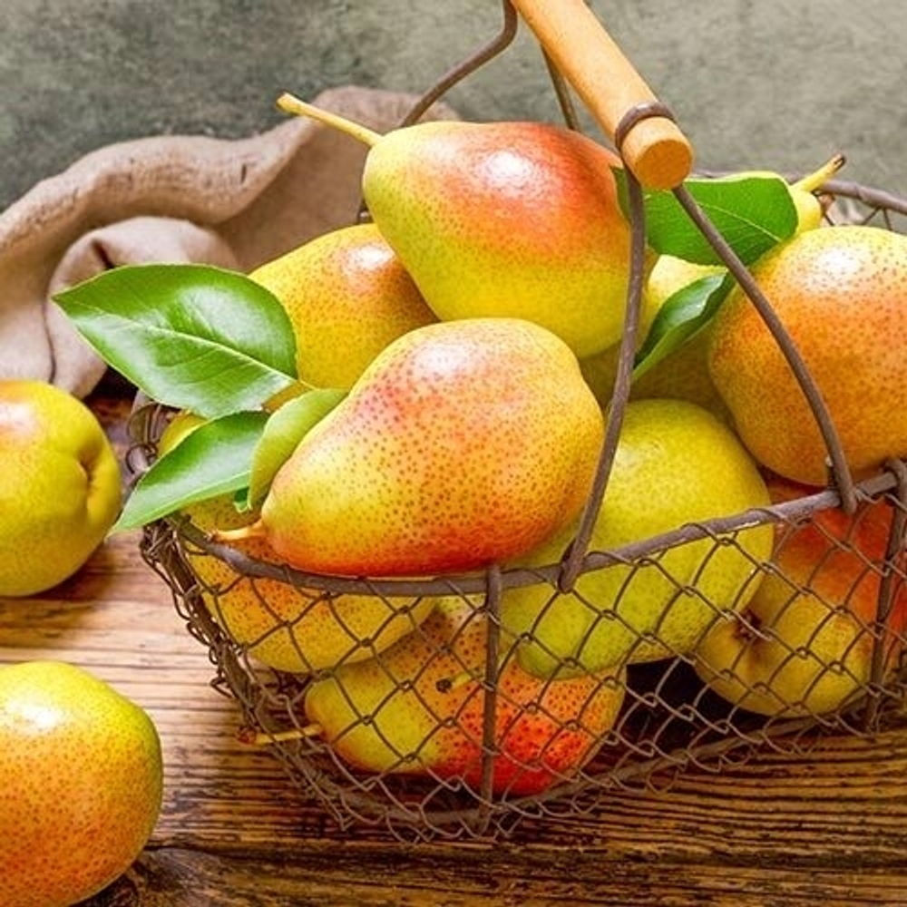 Груша Банкетная(Позднеосенняя)