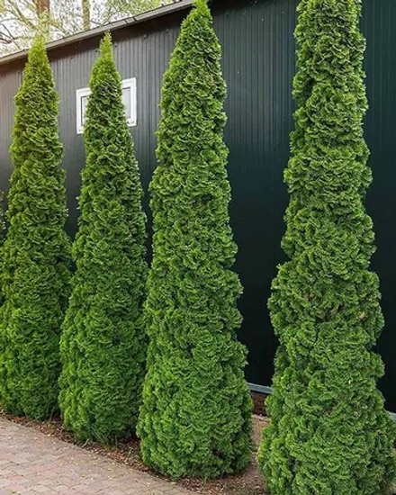 Туя западная Дегрут Спайр (Thuja occidentalis Degroot Spire) р9 август 2026 г