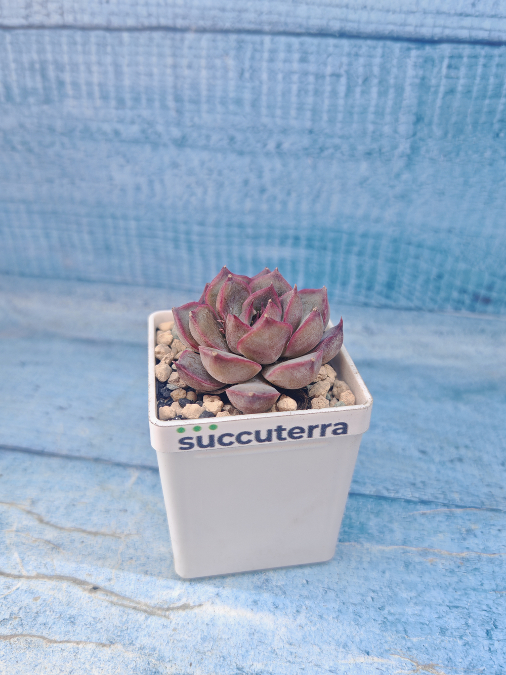 Echeveria Summer (Эхеверия)