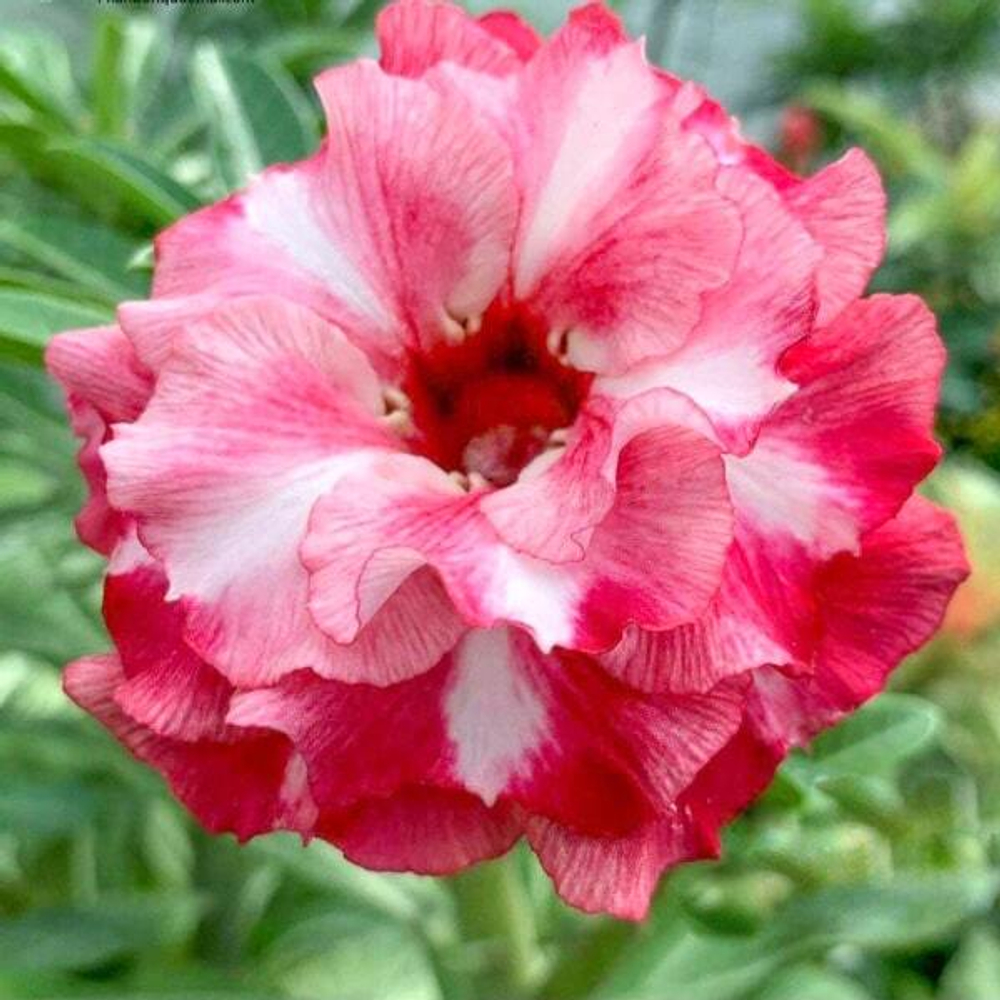 Адениум обесум 331 Xuân Thảo