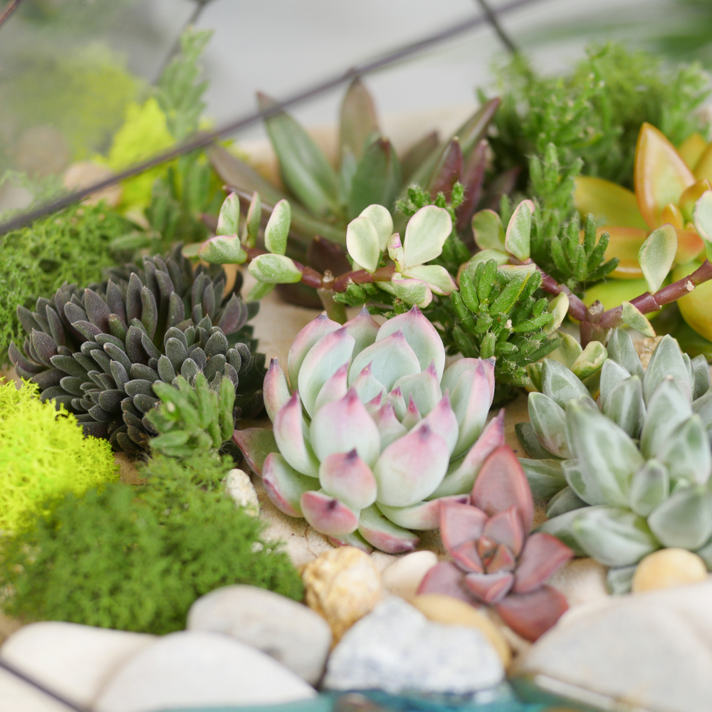 Готовый флорариум с суккулентами Валун с озером