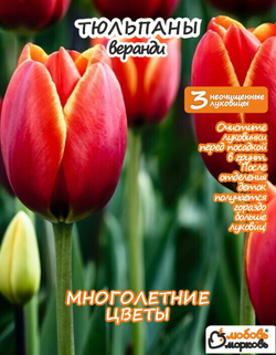 Тюльпан Луковица, Веранди, 3 шт 