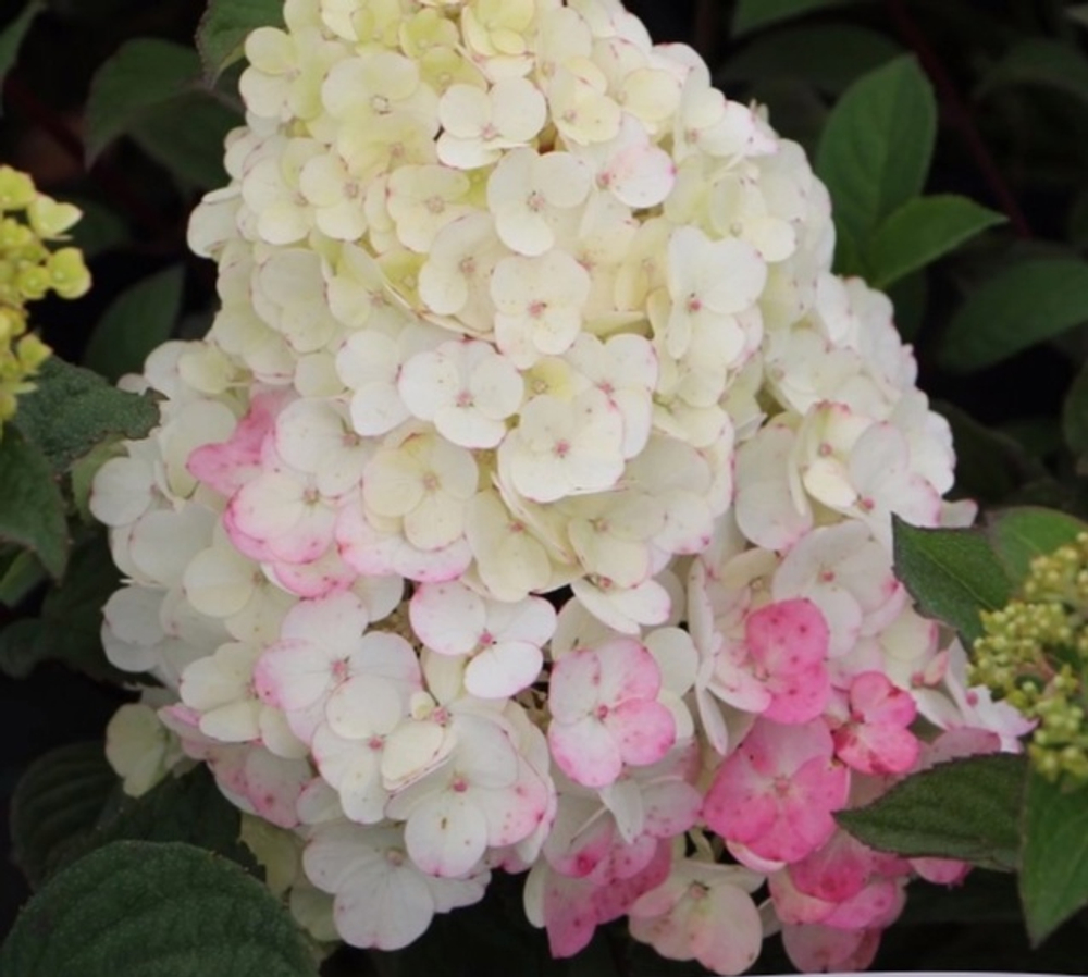 Самарская Лидия «Samarskya Lydia» С2