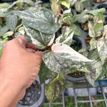 Перец P. SYLVATICUM TRICOLOR