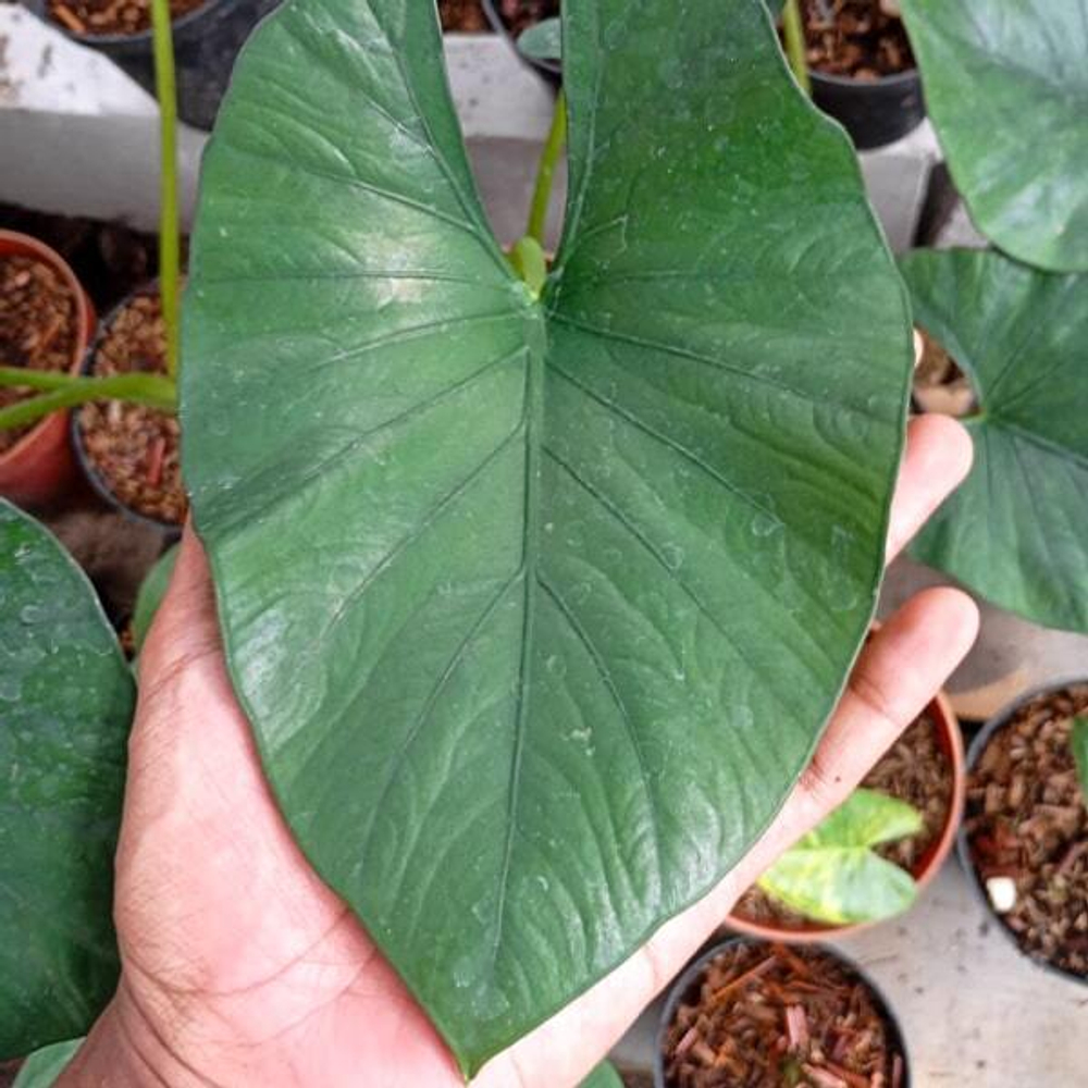 Алоказия ALBATUWAN (A.ALBA х A.SINTANG)