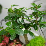 Готовый флорариум бонсай Кармона Икос