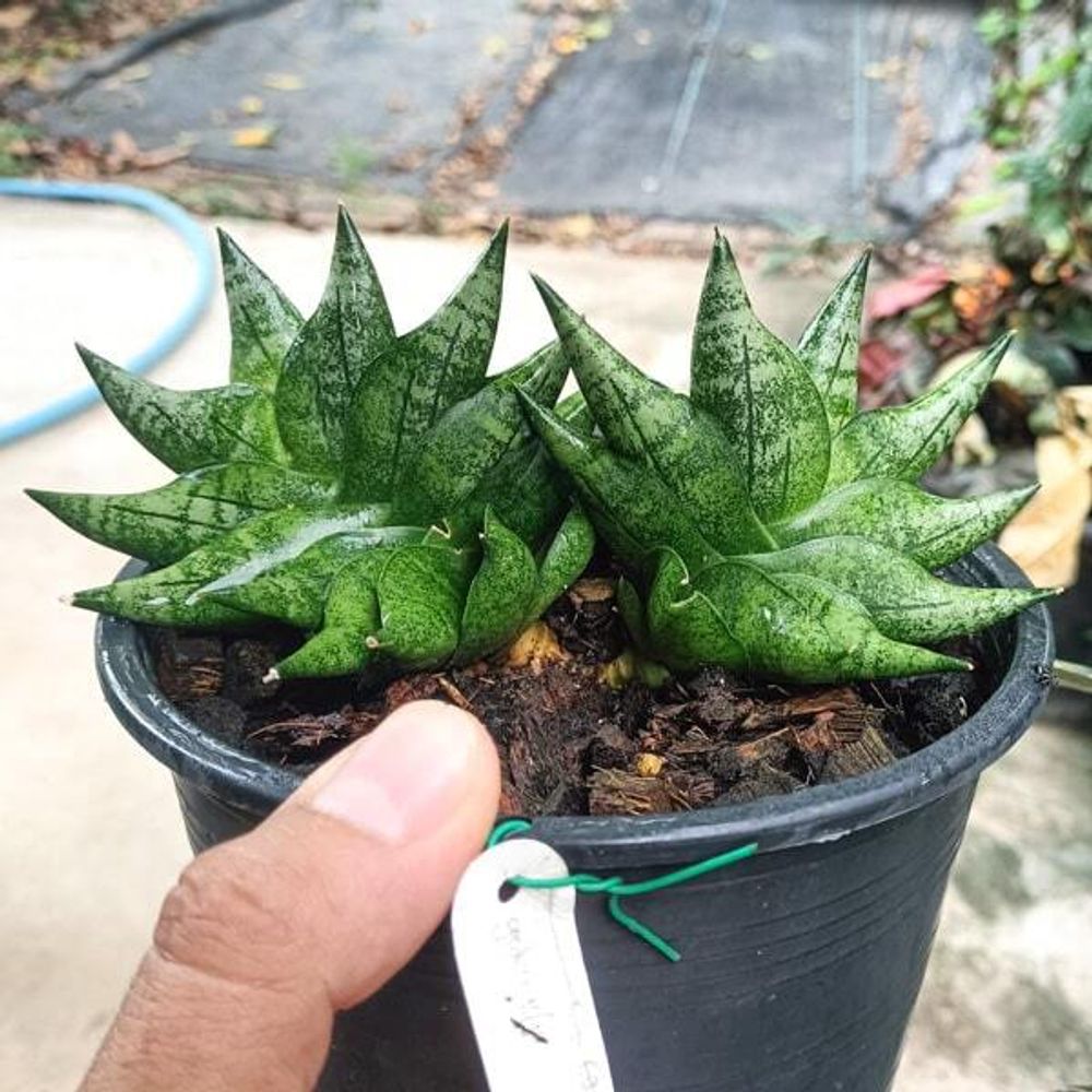 Сансевиерия GOKU