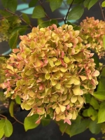 Гортензия метельчатая Романтик Эйс / Жемчужина Фестиваля