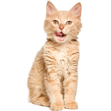 Для котят