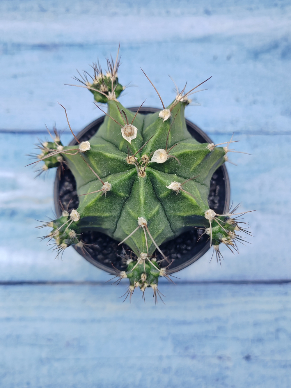 Gymnocalycium Mihanovichii (Гимнокалициум)
