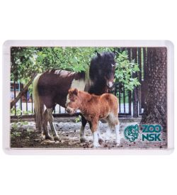 МТ- 001/21 Магнит «Новосибирский зоопарк»