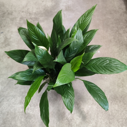 Спатифиллум Корто