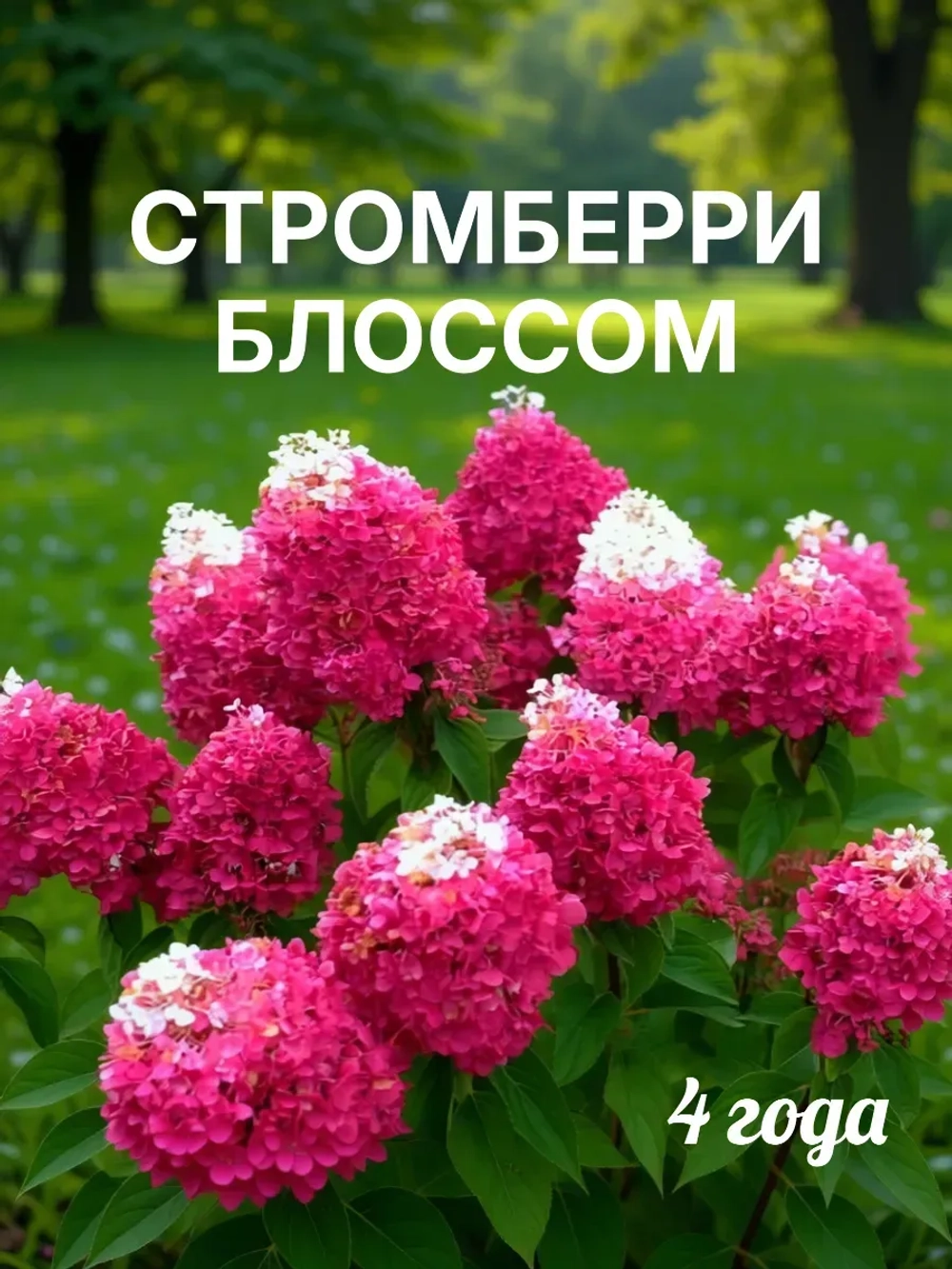 Гортензия Стромберри Блоссом