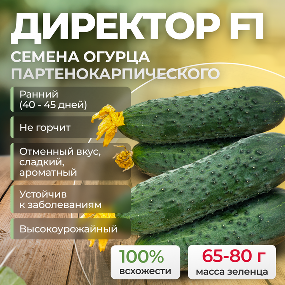 ДИРЕКТОР F1 семена огурца партенокарпического (Nunhems)
