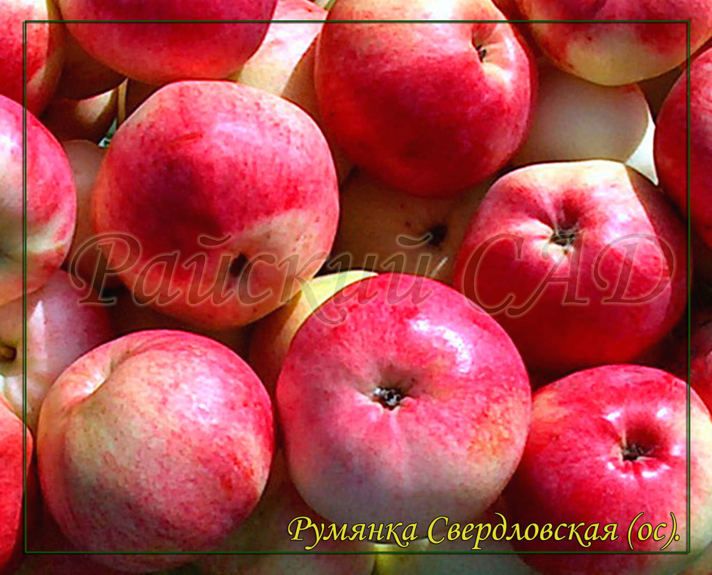 Яблоня Румянка Свердловская