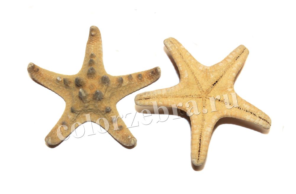 Морская звезда 10 - 12,5 см